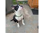 Adopt Precious (In Foster) a Pit Bull Terrier