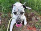 Adopt ADA a Australian Cattle Dog / Blue Heeler, Mixed Breed