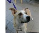 Adopt ROSIE a German Shepherd Dog, Pit Bull Terrier