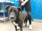 Adopt ROXIE a Labrador Retriever