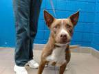 Adopt ELLIOT a Labrador Retriever, Pit Bull Terrier
