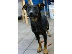 Adopt TIRE a German Shepherd Dog, Mixed Breed