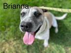 Adopt BRIANNA a Pit Bull Terrier, Mixed Breed