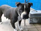 Adopt RAMADA a Staffordshire Bull Terrier, Mixed Breed