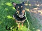 Adopt LAYLA a Rottweiler, Mixed Breed