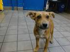 Adopt VALVE a German Shepherd Dog, Mixed Breed