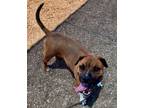 Adopt ALOE a Pit Bull Terrier, Mixed Breed