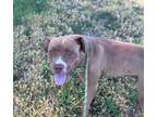 Adopt QUINN a Pit Bull Terrier, Mixed Breed