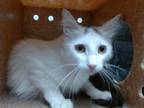 Adopt QUEST a Domestic Long Hair, Domestic Short Hair