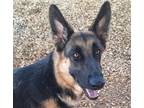 Adopt DIAMOND a German Shepherd Dog, Mixed Breed
