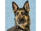 Adopt Smarty a German Shepherd Dog
