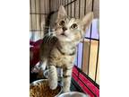 Adopt Aurora - KITTEN a Domestic Short Hair