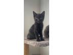 Adopt Stew - KITTEN a Domestic Short Hair