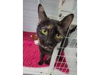 Adopt Willow a Domestic Short Hair