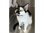 Adopt Rosalina a Domestic Short Hair