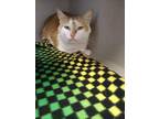Adopt ABIGAIL ROAD a Domestic Short Hair