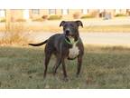 Adopt Mandy a Pit Bull Terrier