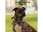 Adopt Precious a Boxer