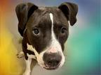 Adopt CARMEN a Staffordshire Bull Terrier, Mixed Breed