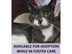 Adopt Luna a Domestic Short Hair