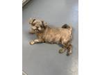Adopt Coco a Shih Tzu
