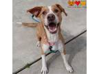 Adopt ELLIE a Pit Bull Terrier, Labrador Retriever