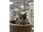 Adopt Dorothea a Domestic Short Hair