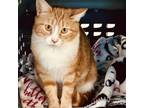 Adopt Holly a Domestic Short Hair