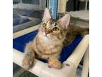 Adopt Miriam a Domestic Short Hair