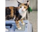 Adopt Ruth a Domestic Short Hair