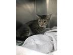 Adopt Rosie a Domestic Short Hair