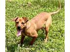 Adopt SQUIRT a Beagle, Mixed Breed