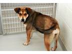 Adopt QUINN a Labrador Retriever, German Shepherd Dog