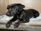 Adopt FABBY a Dachshund, Feist