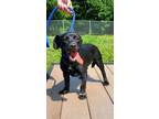 Adopt RADICAL a Dachshund, Feist