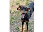 Adopt DIXIE a Doberman Pinscher, Mixed Breed