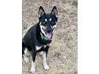 Adopt TOOTSIE a Australian Kelpie, Mixed Breed