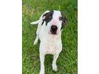 Adopt GEORGIA a Bull Terrier, Mixed Breed