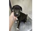Adopt LIMEADE a Catahoula Leopard Dog, Mixed Breed