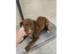 Adopt KLEIN a Catahoula Leopard Dog, Mixed Breed