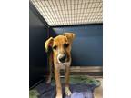 Adopt JOSEPHINE a Black Mouth Cur, Mixed Breed