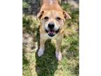Adopt NEBRASKA a Border Terrier, Mixed Breed