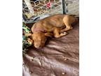 Adopt MEGAN a Boxer, Pit Bull Terrier