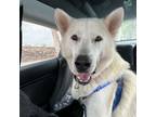 Adopt Korra a Husky