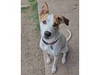 Adopt Paisley SC a Labrador Retriever