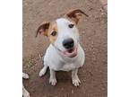 Adopt Bailey SC a Labrador Retriever