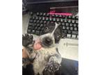 Adopt BABY a Mixed Breed
