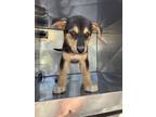 Adopt BUG a Australian Cattle Dog / Blue Heeler