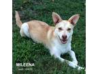 Adopt Mileena a Husky, Labrador Retriever