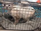 Adopt A623372 a Siamese